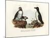 Artic Puffin, 1864-null-Mounted Giclee Print