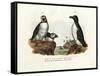 Artic Puffin, 1864-null-Framed Stretched Canvas