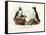 Artic Puffin, 1864-null-Framed Stretched Canvas