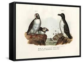 Artic Puffin, 1864-null-Framed Stretched Canvas