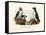 Artic Puffin, 1864-null-Framed Stretched Canvas