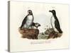 Artic Puffin, 1864-null-Stretched Canvas