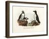 Artic Puffin, 1864-null-Framed Giclee Print