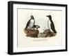 Artic Puffin, 1864-null-Framed Giclee Print