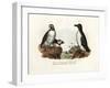 Artic Puffin, 1864-null-Framed Giclee Print
