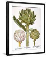 Artichoke, 1613-Besler Basilius-Framed Giclee Print