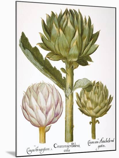 Artichoke, 1613-Besler Basilius-Mounted Giclee Print