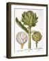 Artichoke, 1613-Besler Basilius-Framed Giclee Print