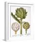 Artichoke, 1613-Besler Basilius-Framed Giclee Print