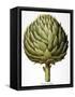 Artichoke, 1613-Besler Basilius-Framed Stretched Canvas