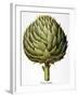 Artichoke, 1613-Besler Basilius-Framed Giclee Print