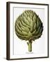 Artichoke, 1613-Besler Basilius-Framed Giclee Print