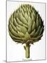 Artichoke, 1613-Besler Basilius-Mounted Giclee Print