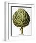 Artichoke, 1613-Besler Basilius-Framed Premium Giclee Print