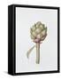 Artichoke, 1999-Diana Everett-Framed Stretched Canvas