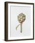 Artichoke, 1999-Diana Everett-Framed Giclee Print