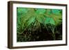 Artichoke_abst_horz2 (digital)-Scott J. Davis-Framed Giclee Print