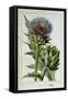 Artichoke, Botanical Plate-Marguerite Buret-Framed Stretched Canvas