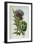 Artichoke, Botanical Plate-Marguerite Buret-Framed Giclee Print