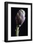 Artichoke Classic Still Life-tommaso lizzul-Framed Photographic Print