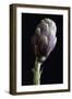 Artichoke Classic Still Life-tommaso lizzul-Framed Photographic Print