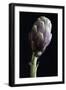 Artichoke Classic Still Life-tommaso lizzul-Framed Photographic Print