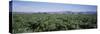 Artichoke Crop in a Field, Salinas Valley, California, USA-null-Stretched Canvas