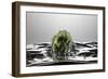 Artichoke FreshSplash-Steve Gadomski-Framed Photographic Print