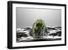 Artichoke FreshSplash-Steve Gadomski-Framed Photographic Print