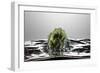 Artichoke FreshSplash-Steve Gadomski-Framed Photographic Print