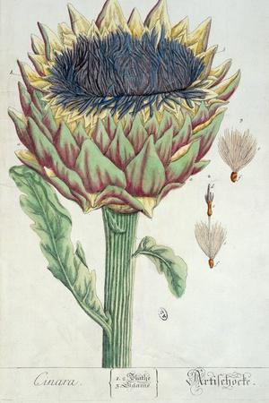 https://imgc.allpostersimages.com/img/posters/artichoke-from-herbarium-blackwellianum-1757_u-L-Q1HFGC60.jpg?artPerspective=n
