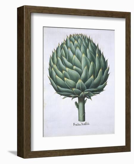 Artichoke from Hortus Eystettensis by Basil Besler-null-Framed Giclee Print