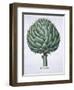 Artichoke from Hortus Eystettensis by Basil Besler-null-Framed Giclee Print