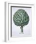 Artichoke from Hortus Eystettensis by Basil Besler-null-Framed Giclee Print