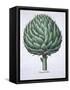 Artichoke from Hortus Eystettensis by Basil Besler-null-Framed Stretched Canvas