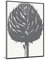 Artichoke (Ivory & Gray)-Botanical Series-Mounted Art Print