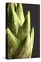 Artichoke Leaves-null-Stretched Canvas