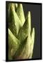 Artichoke Leaves-null-Framed Premium Photographic Print