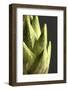 Artichoke Leaves-null-Framed Photographic Print