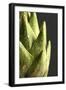 Artichoke Leaves-null-Framed Photographic Print