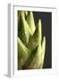 Artichoke Leaves-null-Framed Photographic Print