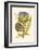 Artichoke, Pl. 462-null-Framed Art Print