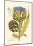 Artichoke, Pl. 462-null-Mounted Art Print