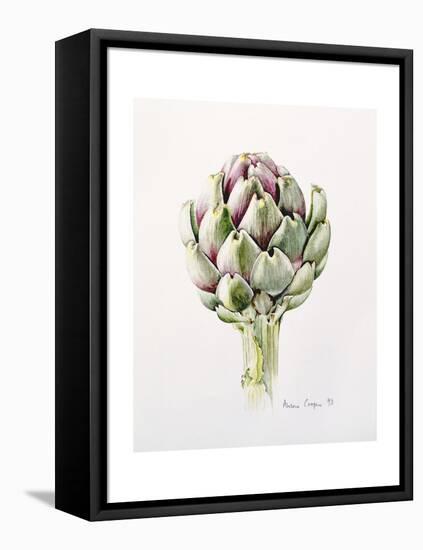 Artichoke Study, 1993-Alison Cooper-Framed Stretched Canvas