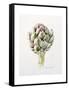 Artichoke Study, 1993-Alison Cooper-Framed Stretched Canvas