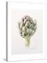 Artichoke Study, 1993-Alison Cooper-Stretched Canvas