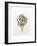 Artichoke Study, 1993-Alison Cooper-Framed Giclee Print