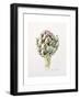 Artichoke Study, 1993-Alison Cooper-Framed Giclee Print