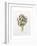 Artichoke Study, 1993-Alison Cooper-Framed Giclee Print