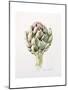 Artichoke Study, 1993-Alison Cooper-Mounted Giclee Print